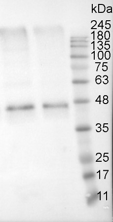 Western blot of anti-actin antibodies on potato tuber flesh